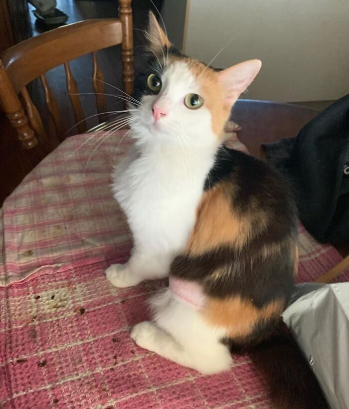 Kitten With Small Body But Strong Will To Live Undergoes A Life-Changing Transformation That Turns It Into A Gorgeous Calico Cat Kitten With Small Body But Strong Will To Live Undergoes A Life-Changing Transformation That Turns It Into A Gorgeous Calico Cat