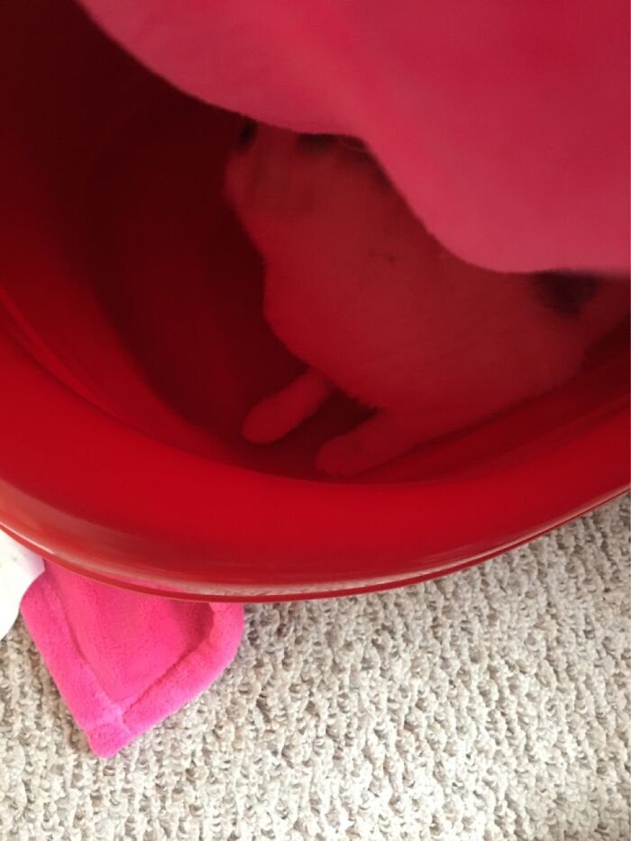 Hey Pandas, Post The Funniest Picture On Your Camera Roll (Closed) Hey Pandas, Post The Funniest Picture On Your Camera Roll (Closed)