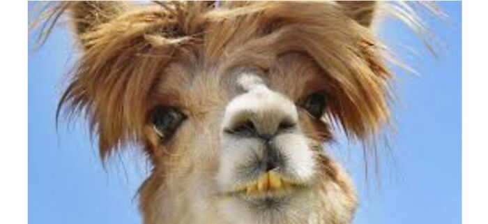 Hey Pandas, Post The Funniest Picture On Your Camera Roll (Closed) Hey Pandas, Post The Funniest Picture On Your Camera Roll (Closed)