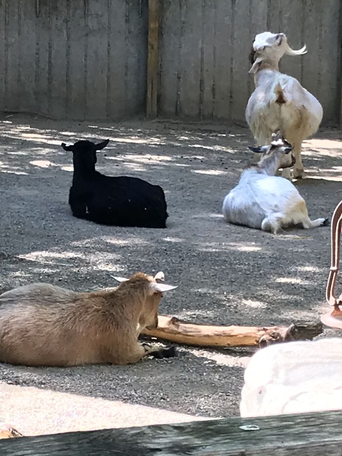 Hey Pandas, Post The Funniest Picture On Your Camera Roll (Closed) Hey Pandas, Post The Funniest Picture On Your Camera Roll (Closed)