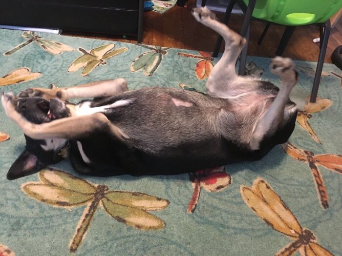 Hey Pandas, Post The Funniest Picture On Your Camera Roll (Closed) Hey Pandas, Post The Funniest Picture On Your Camera Roll (Closed)