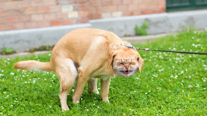 Hey Pandas, Make A Dog Have With A Cat Face (Closed) Hey Pandas, Make A Dog Have With A Cat Face (Closed)