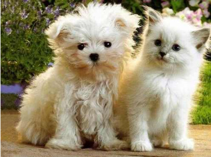 Hey Pandas, Make A Dog Have With A Cat Face (Closed) Hey Pandas, Make A Dog Have With A Cat Face (Closed)