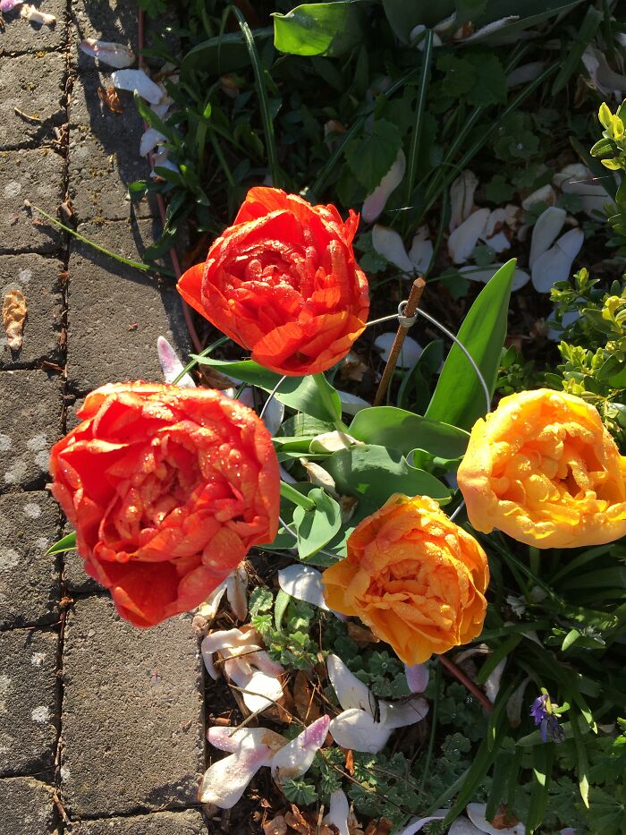 Hey Pandas, What Are Some Things You Have A Collection Of? (Closed) Hey Pandas, What Are Some Things You Have A Collection Of? (Closed)