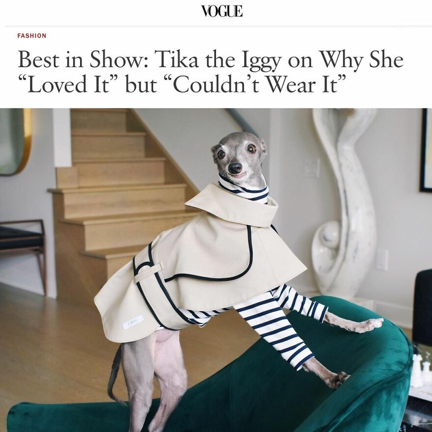 Gay Couple Dresses Up Their Italian Greyhound In Trendy Clothes, And She Has Become A Fashion Icon (71 Pics) Gay Couple Dresses Up Their Italian Greyhound In Trendy Clothes, And She Has Become A Fashion Icon (71 Pics)