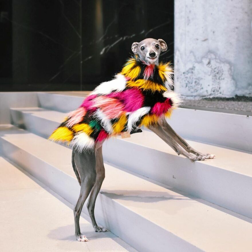 Gay Couple Dresses Up Their Italian Greyhound In Trendy Clothes, And She Has Become A Fashion Icon (71 Pics) Gay Couple Dresses Up Their Italian Greyhound In Trendy Clothes, And She Has Become A Fashion Icon (71 Pics)