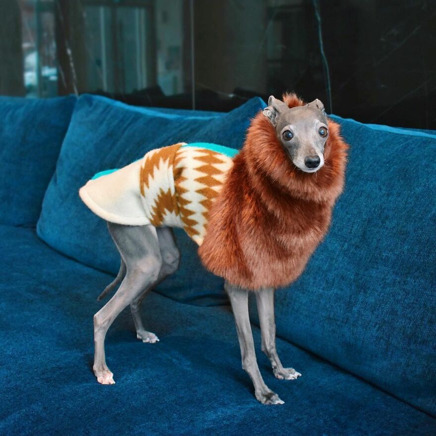 Gay Couple Dresses Up Their Italian Greyhound In Trendy Clothes, And She Has Become A Fashion Icon (71 Pics) Gay Couple Dresses Up Their Italian Greyhound In Trendy Clothes, And She Has Become A Fashion Icon (71 Pics)