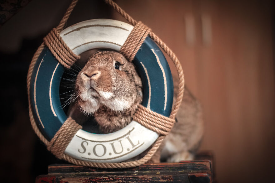 My Trained Bunny Jūris