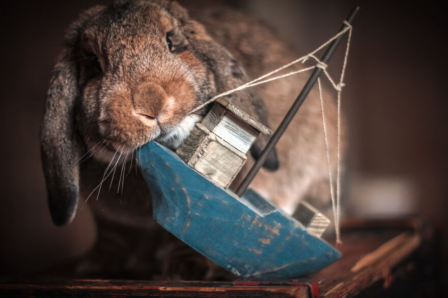 My Trained Bunny Jūris