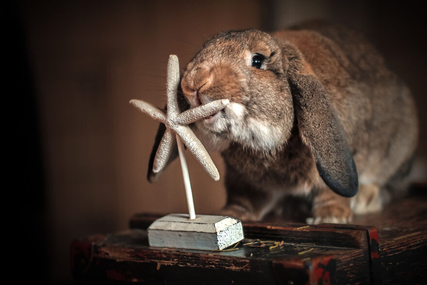 My Trained Bunny Jūris