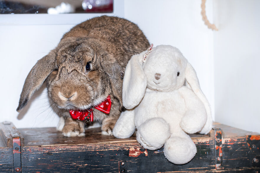 My Trained Bunny Jūris