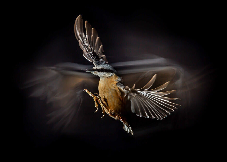 Here Are The 31 Finalists Of 2021 Bird Photographer Of The Year Awards Here Are The 31 Finalists Of 2021 Bird Photographer Of The Year Awards