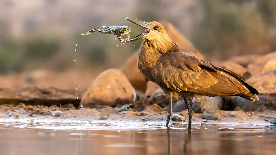 Here Are The 31 Finalists Of 2021 Bird Photographer Of The Year Awards Here Are The 31 Finalists Of 2021 Bird Photographer Of The Year Awards