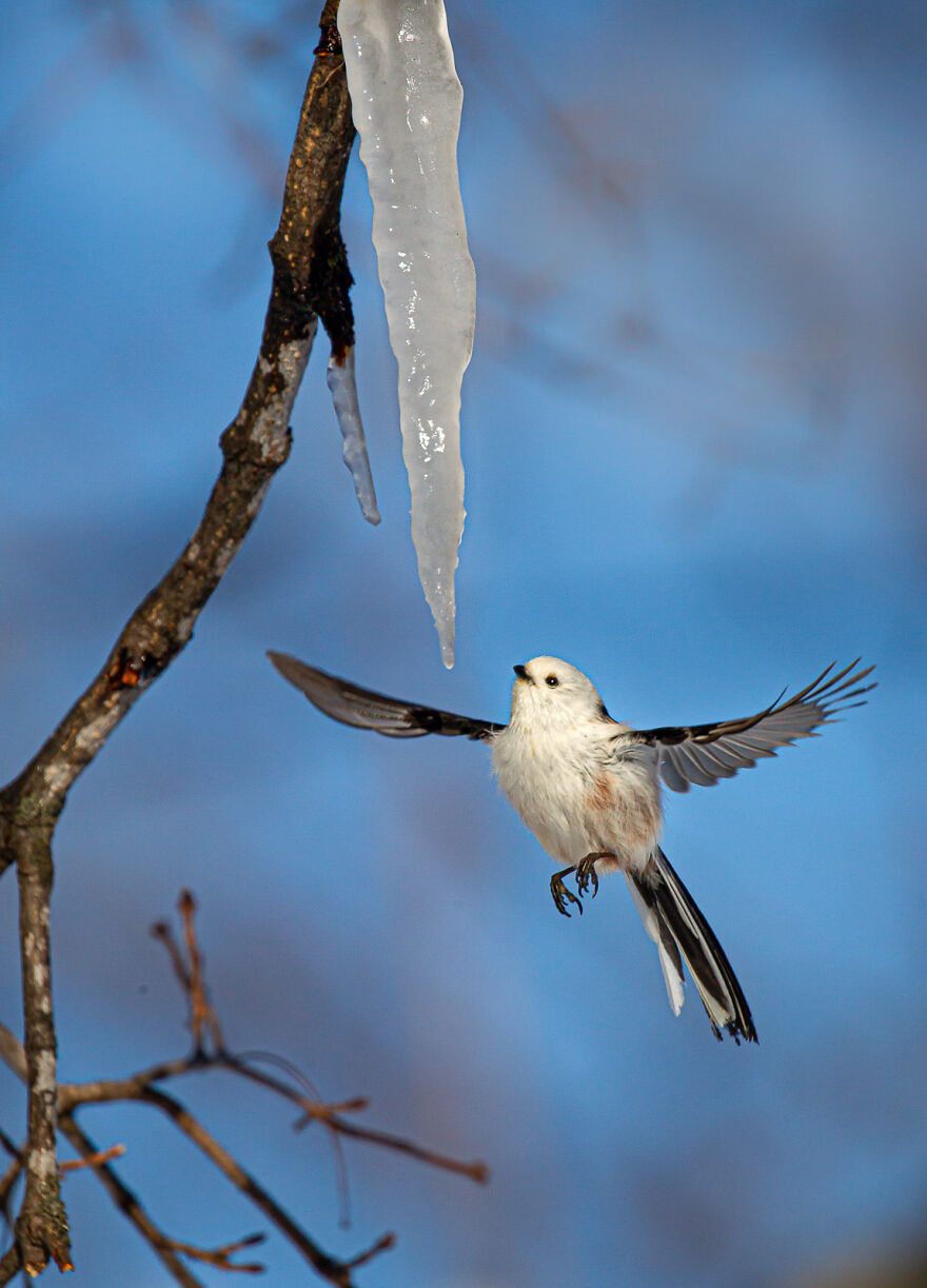 Here Are The 31 Finalists Of 2021 Bird Photographer Of The Year Awards Here Are The 31 Finalists Of 2021 Bird Photographer Of The Year Awards