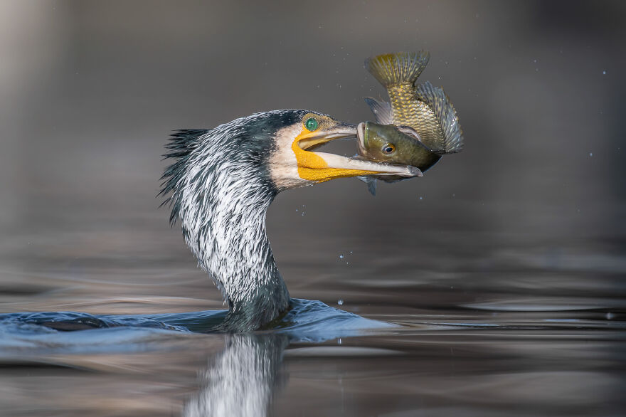 Here Are The 31 Finalists Of 2021 Bird Photographer Of The Year Awards Here Are The 31 Finalists Of 2021 Bird Photographer Of The Year Awards