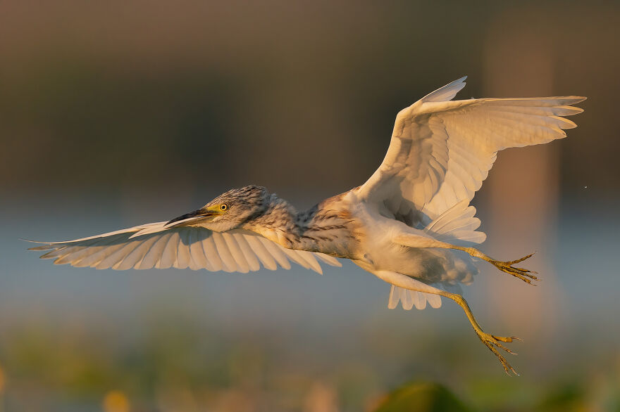 Here Are The 31 Finalists Of 2021 Bird Photographer Of The Year Awards Here Are The 31 Finalists Of 2021 Bird Photographer Of The Year Awards