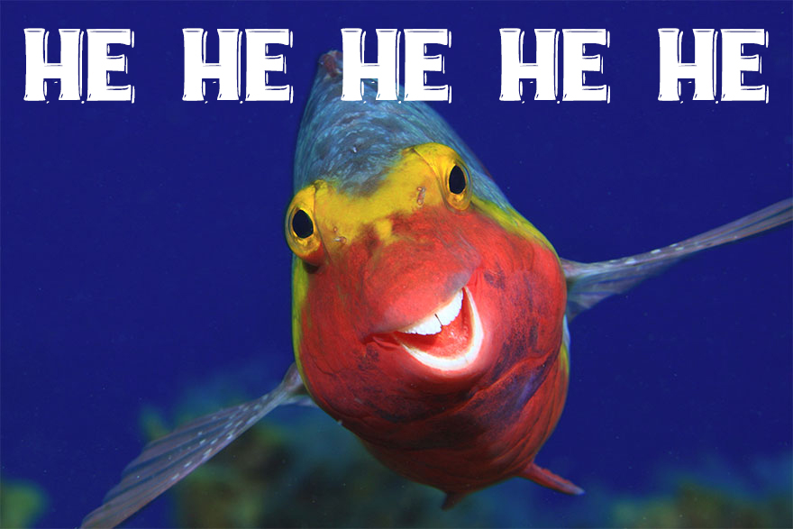 I Use Wildlife Photos From Photographers All Over The World To Create New Memes I Use Wildlife Photos From Photographers All Over The World To Create New Memes