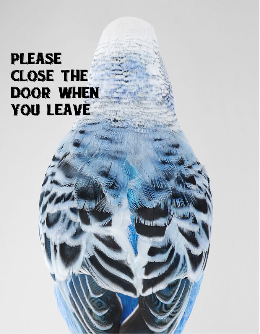 I Use Wildlife Photos From Photographers All Over The World To Create New Memes I Use Wildlife Photos From Photographers All Over The World To Create New Memes