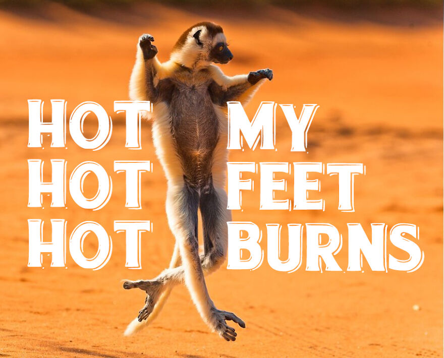 I Use Wildlife Photos From Photographers All Over The World To Create New Memes I Use Wildlife Photos From Photographers All Over The World To Create New Memes