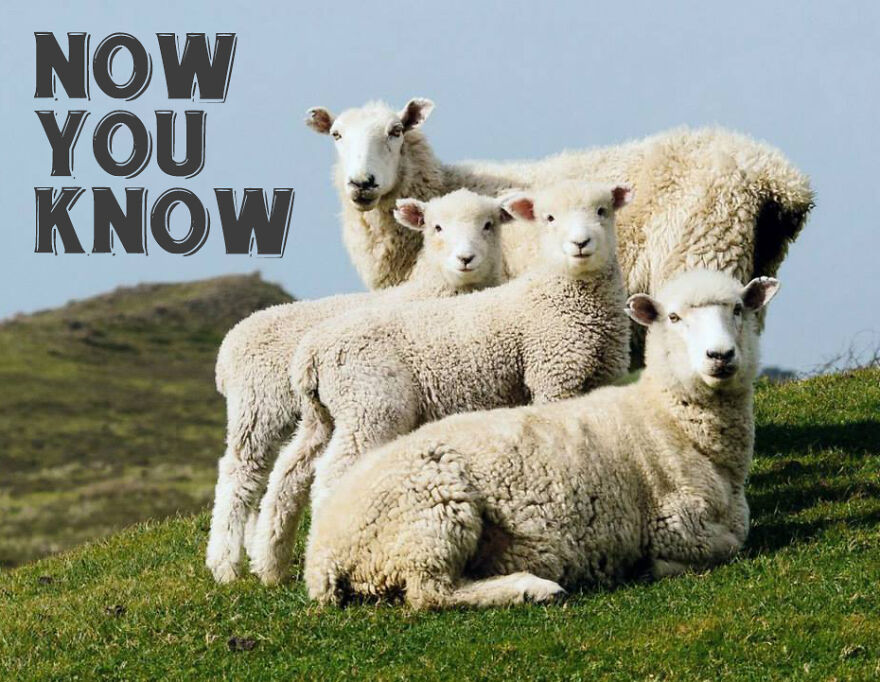 I Use Wildlife Photos From Photographers All Over The World To Create New Memes I Use Wildlife Photos From Photographers All Over The World To Create New Memes