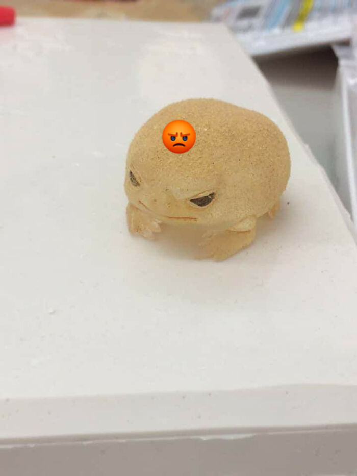 This Page Posts Pics Of Animals With Powerful Auras, And Here Are 50 Of The Most Interesting Pics (New Ones) This Page Posts Pics Of Animals With Powerful Auras, And Here Are 50 Of The Most Interesting Pics (New Ones)