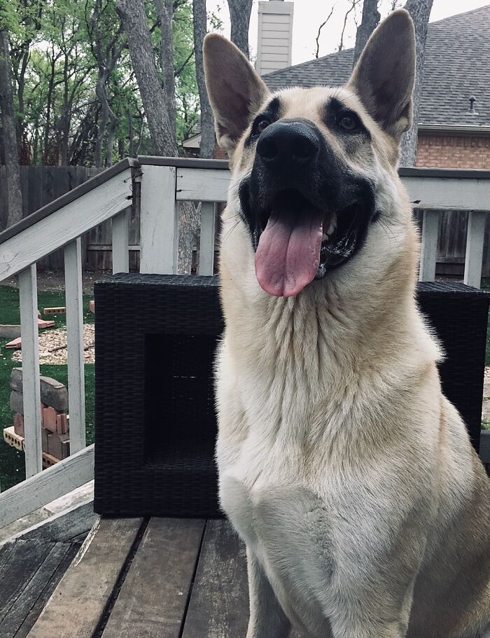 Hey Pandas, Post The Cutest Pic Of Your Pets (Closed) Hey Pandas, Post The Cutest Pic Of Your Pets (Closed)