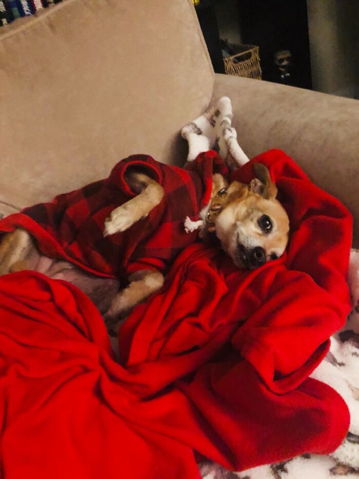 Hey Pandas, Post The Cutest Pic Of Your Pets (Closed) Hey Pandas, Post The Cutest Pic Of Your Pets (Closed)