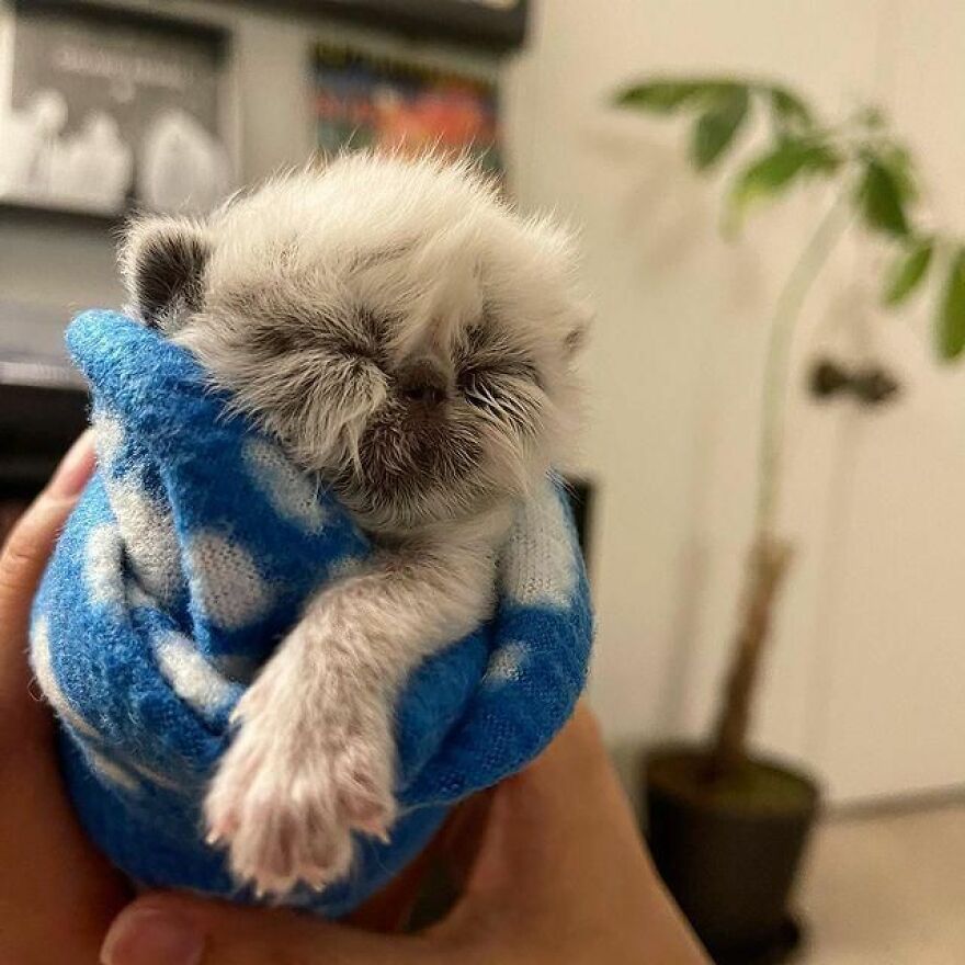 Meet Grandpa, The Newborn Kitten Who Took Over The Internet With His Unusual Looks And Charm Meet Grandpa, The Newborn Kitten Who Took Over The Internet With His Unusual Looks And Charm