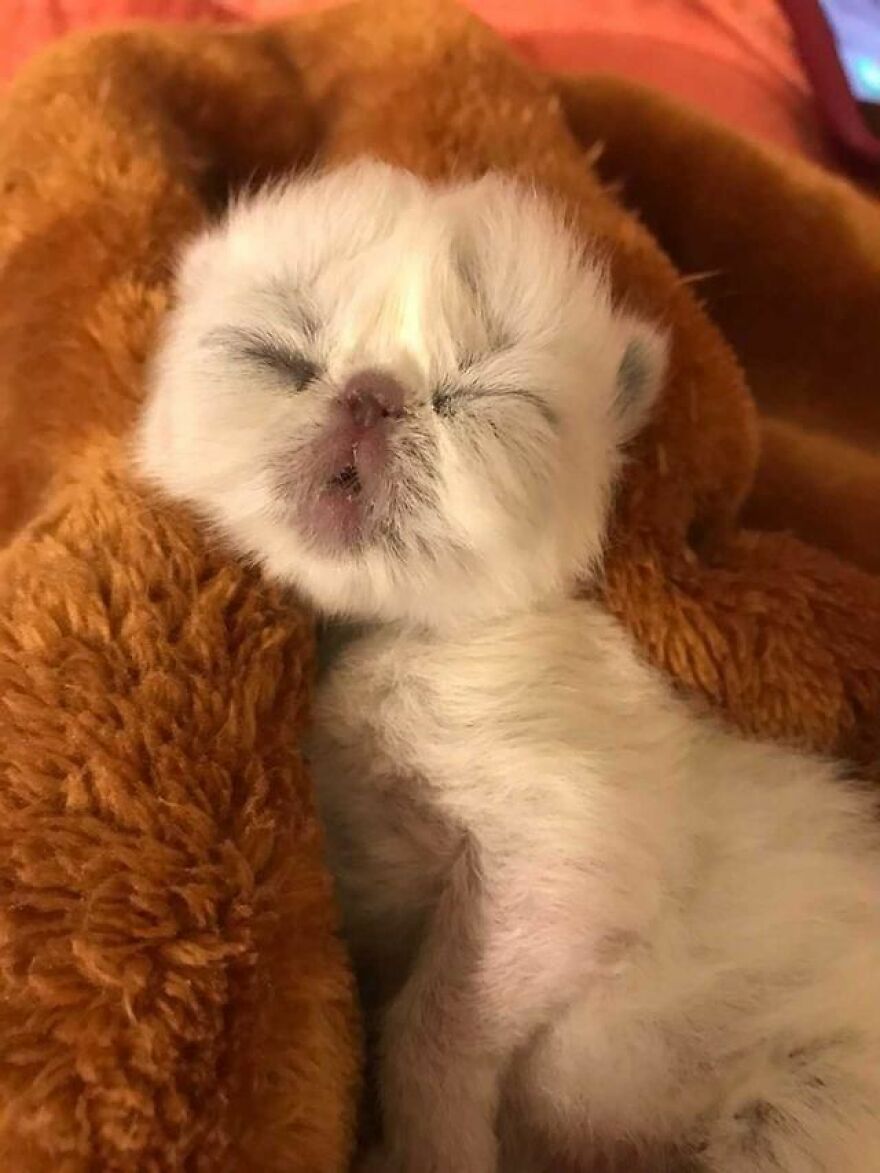 Meet Grandpa, The Newborn Kitten Who Took Over The Internet With His Unusual Looks And Charm Meet Grandpa, The Newborn Kitten Who Took Over The Internet With His Unusual Looks And Charm