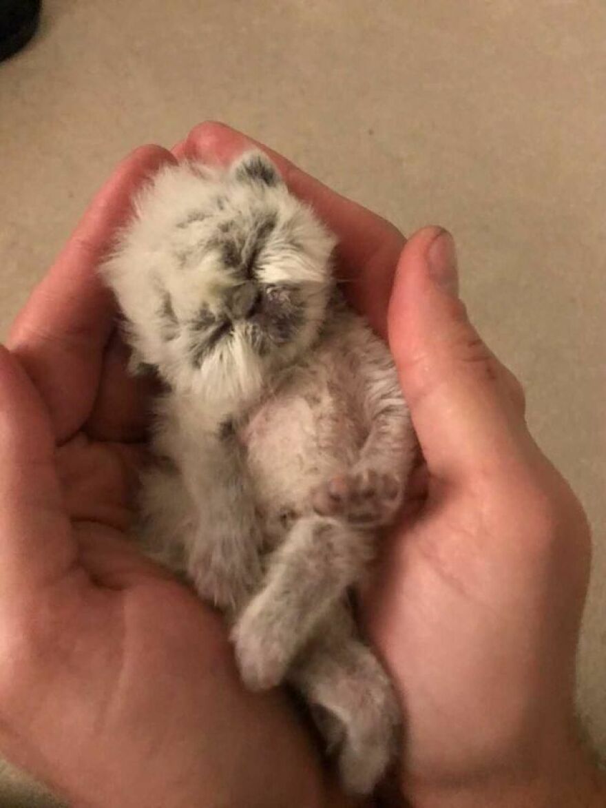 Meet Grandpa, The Newborn Kitten Who Took Over The Internet With His Unusual Looks And Charm Meet Grandpa, The Newborn Kitten Who Took Over The Internet With His Unusual Looks And Charm