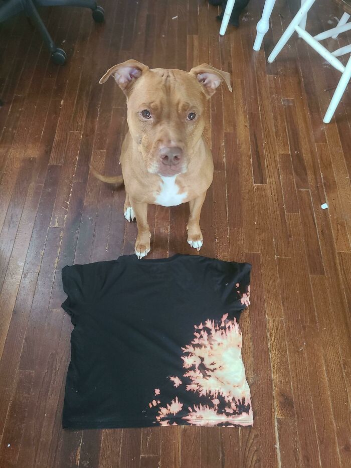 Pit Bull Accidentally Redesigns His Owner&#8217;s Ordinary T-Shirt Into An Extraordinary One
