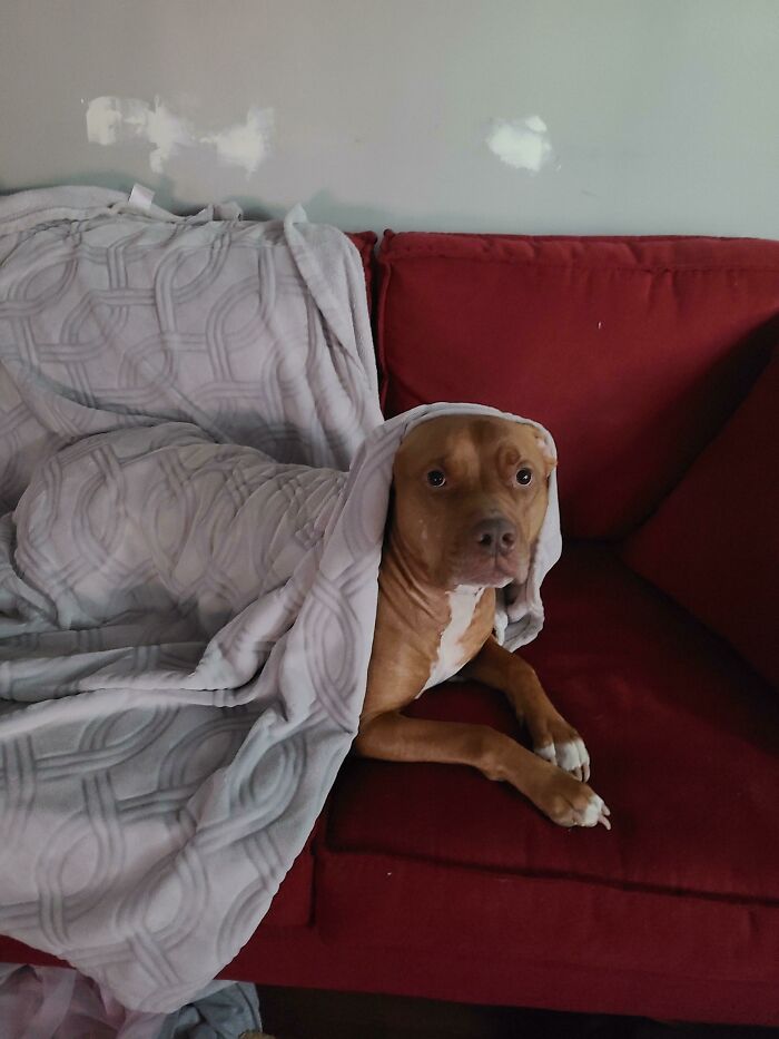 Pit Bull Accidentally Redesigns His Owner&#8217;s Ordinary T-Shirt Into An Extraordinary One