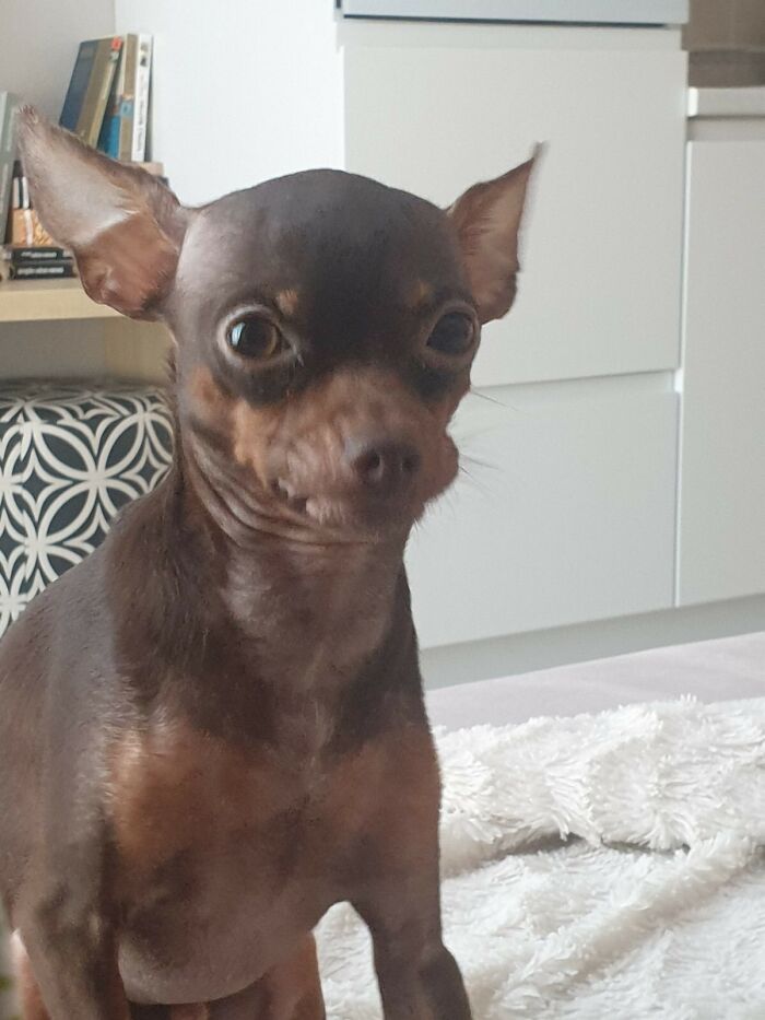 Hey Pandas, What’s The Worst Picture You’ve Taken Of An Animal? (Closed) Hey Pandas, What’s The Worst Picture You’ve Taken Of An Animal? (Closed)