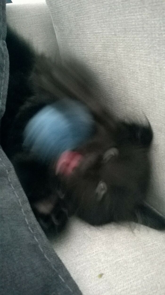 Hey Pandas, What’s The Worst Picture You’ve Taken Of An Animal? (Closed) Hey Pandas, What’s The Worst Picture You’ve Taken Of An Animal? (Closed)