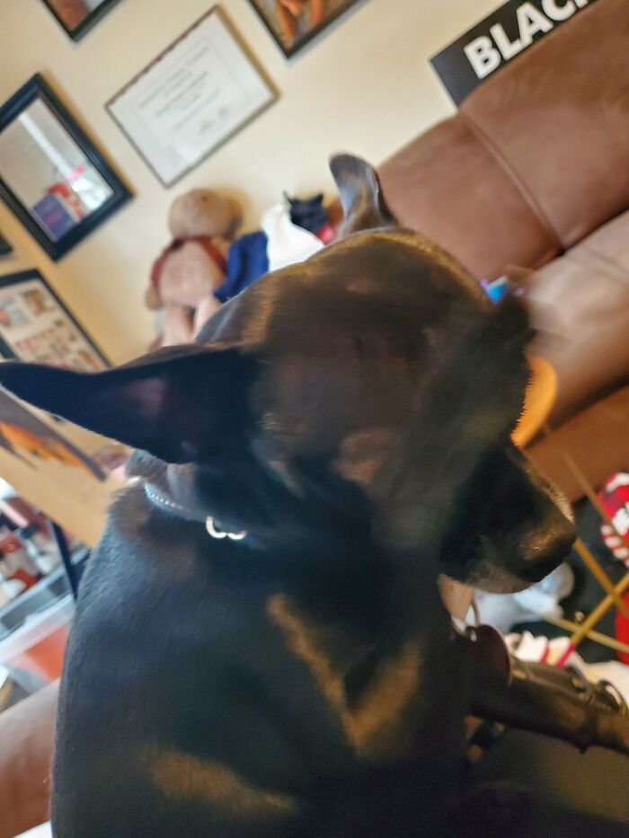 Hey Pandas, What’s The Worst Picture You’ve Taken Of An Animal? (Closed) Hey Pandas, What’s The Worst Picture You’ve Taken Of An Animal? (Closed)