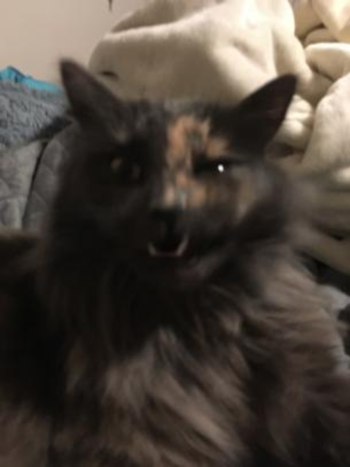 Hey Pandas, What’s The Worst Picture You’ve Taken Of An Animal? (Closed) Hey Pandas, What’s The Worst Picture You’ve Taken Of An Animal? (Closed)