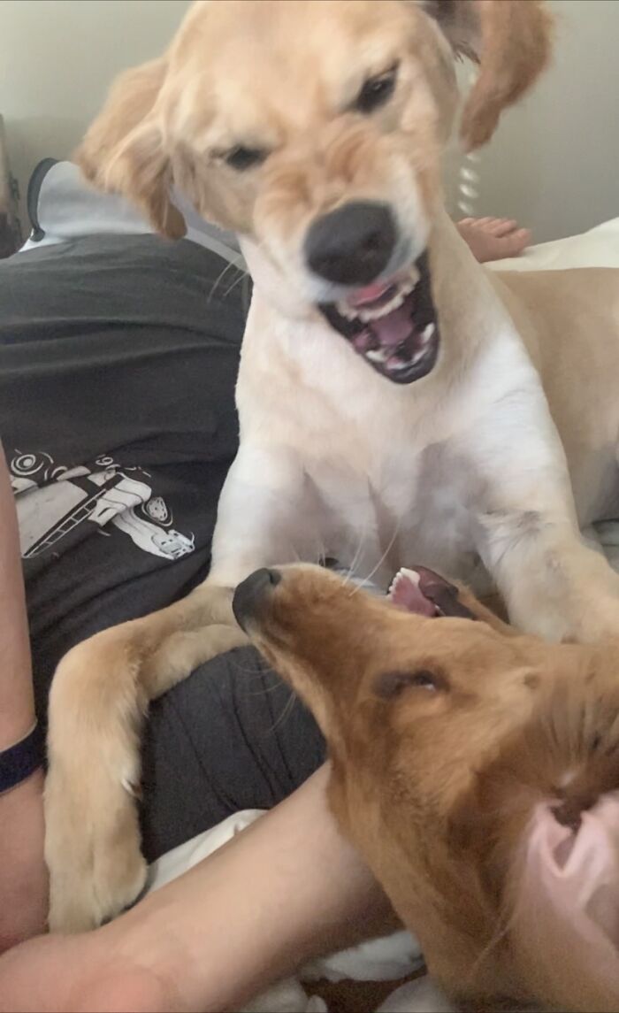 Hey Pandas, What’s The Worst Picture You’ve Taken Of An Animal? (Closed) Hey Pandas, What’s The Worst Picture You’ve Taken Of An Animal? (Closed)