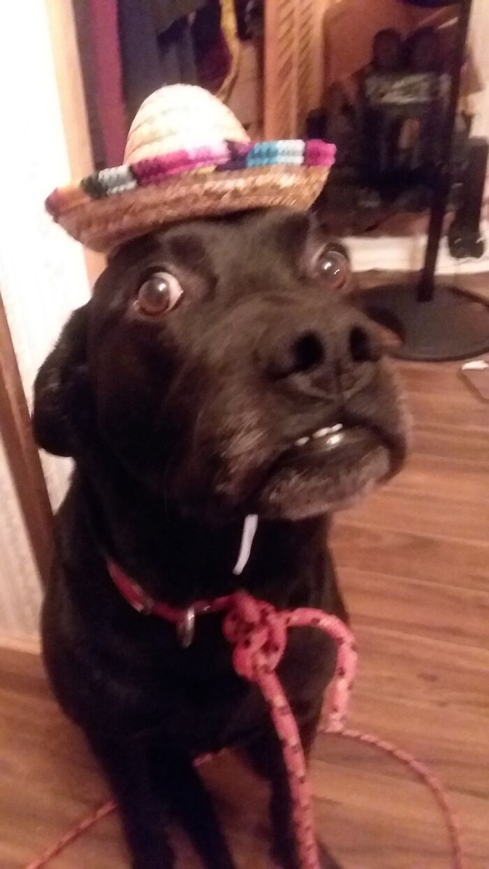 Hey Pandas, What’s The Worst Picture You’ve Taken Of An Animal? (Closed) Hey Pandas, What’s The Worst Picture You’ve Taken Of An Animal? (Closed)