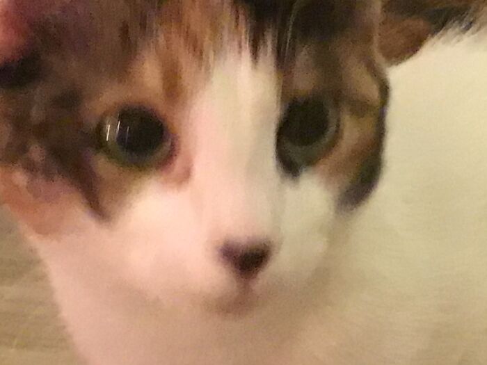 Hey Pandas, What’s The Worst Picture You’ve Taken Of An Animal? (Closed) Hey Pandas, What’s The Worst Picture You’ve Taken Of An Animal? (Closed)