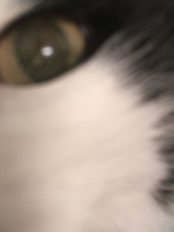 Hey Pandas, What’s The Worst Picture You’ve Taken Of An Animal? (Closed) Hey Pandas, What’s The Worst Picture You’ve Taken Of An Animal? (Closed)