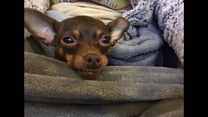 Hey Pandas, What’s The Worst Picture You’ve Taken Of An Animal? (Closed) Hey Pandas, What’s The Worst Picture You’ve Taken Of An Animal? (Closed)