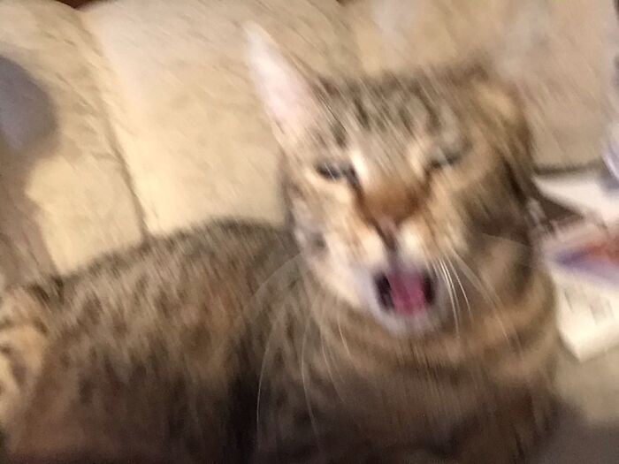 Hey Pandas, What’s The Worst Picture You’ve Taken Of An Animal? (Closed) Hey Pandas, What’s The Worst Picture You’ve Taken Of An Animal? (Closed)