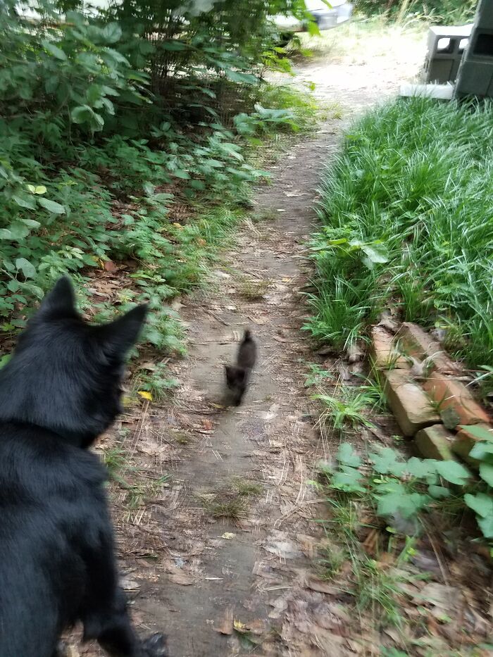 Hey Pandas, What’s The Worst Picture You’ve Taken Of An Animal? (Closed) Hey Pandas, What’s The Worst Picture You’ve Taken Of An Animal? (Closed)