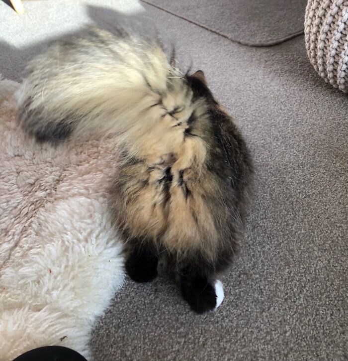 Hey Pandas, What’s The Worst Picture You’ve Taken Of An Animal? (Closed) Hey Pandas, What’s The Worst Picture You’ve Taken Of An Animal? (Closed)