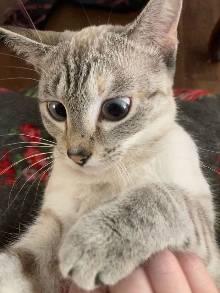 Hey Pandas, What’s The Worst Picture You’ve Taken Of An Animal? (Closed) Hey Pandas, What’s The Worst Picture You’ve Taken Of An Animal? (Closed)