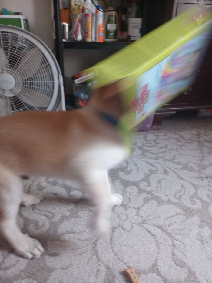 Hey Pandas, What’s The Worst Picture You’ve Taken Of An Animal? (Closed) Hey Pandas, What’s The Worst Picture You’ve Taken Of An Animal? (Closed)