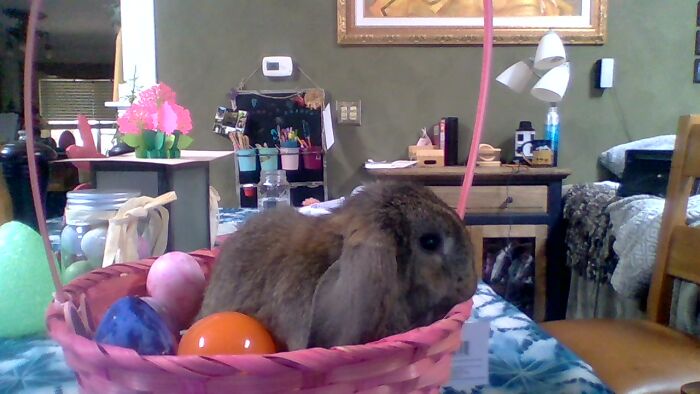 Hey Pandas, Take A Photo Of Your Pet (Closed) Hey Pandas, Take A Photo Of Your Pet (Closed)