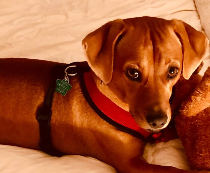 Hey Pandas, Take A Photo Of Your Pet (Closed) Hey Pandas, Take A Photo Of Your Pet (Closed)