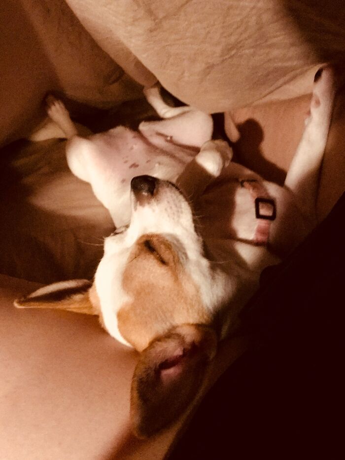 Hey Pandas, Take A Photo Of Your Pet (Closed) Hey Pandas, Take A Photo Of Your Pet (Closed)