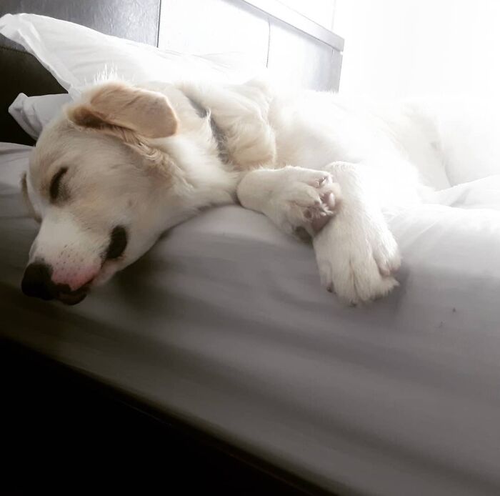 Hey Pandas, Take A Photo Of Your Pet (Closed) Hey Pandas, Take A Photo Of Your Pet (Closed)